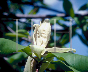 Picture of Magnolia tripetala 