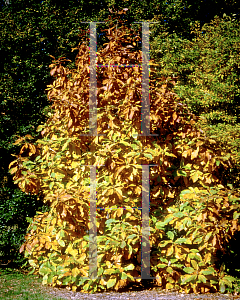 Picture of Magnolia tripetala 