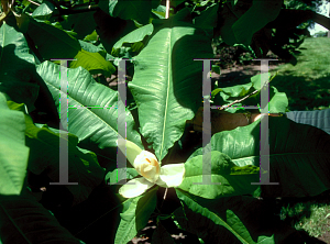Picture of Magnolia tripetala 