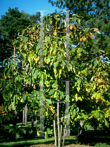 Picture of Magnolia tripetala 