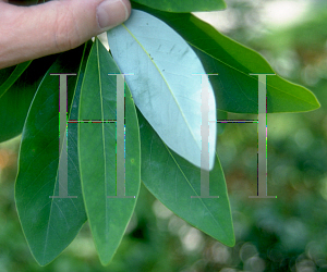 Picture of Magnolia virginiana 