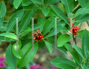 Picture of Magnolia virginiana 