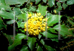 Picture of Mahonia aquifolium 