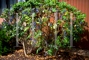 Picture of Mahonia aquifolium 