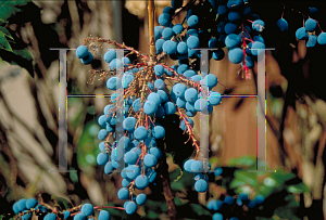 Picture of Mahonia aquifolium 