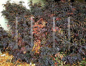 Picture of Mahonia aquifolium 'Compactum'