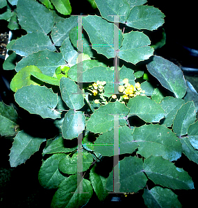 Picture of Mahonia repens 