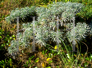 Picture of Mallotonia gnaphalodes 