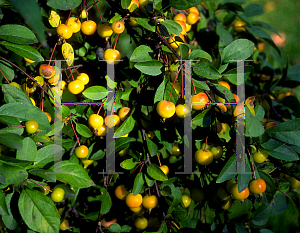 Picture of Malus x 'Dorothea'