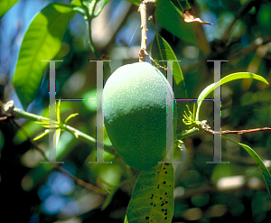 Picture of Mangifera indica 