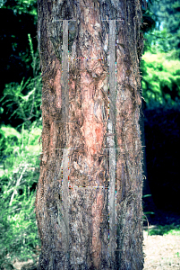 Picture of Melaleuca linariifolia 