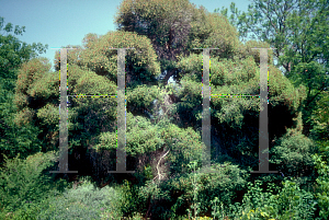 Picture of Melaleuca linariifolia 