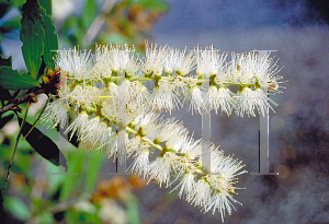 Picture of Melaleuca viridiflora var. rubriflora 