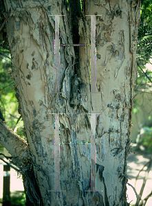 Picture of Melaleuca styphelioides 