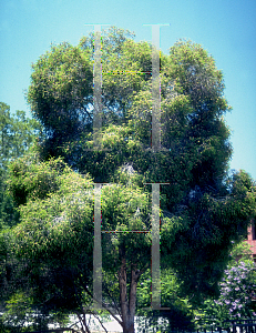 Picture of Melaleuca styphelioides 