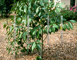 Picture of Michelia doltsopa  x figo 'Allspice'