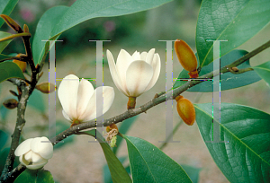 Picture of Michelia doltsopa  x figo 'Allspice'