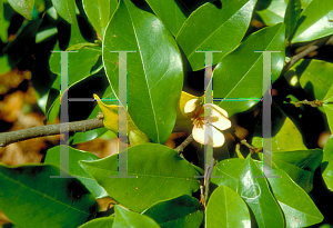 Picture of Michelia doltsopa  x figo 'Allspice'