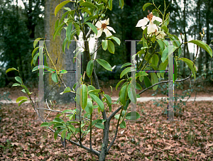 Picture of Michelia maudii 