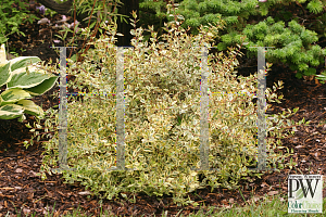 Picture of Abelia x grandiflora 'Minipan(Golden Anniversary)'