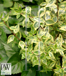 Picture of Abelia x grandiflora 'Minipan(Golden Anniversary)'