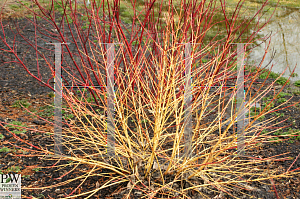 Picture of Cornus sanguinea 'Cato (Artic Sun)'