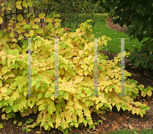 Picture of Cornus sanguinea 'Cato (Artic Sun)'