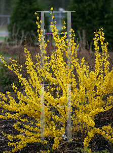 Picture of Forsythia x intermedia 'Mindor (Show Off)'