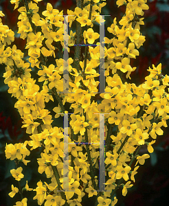 Picture of Forsythia x intermedia 'Mindor (Show Off)'