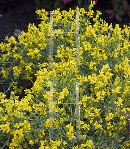 Picture of Genista lydia 'Select (Bangle)'