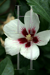 Picture of Hibiscus syriacus 'Antong Two (Lil' Kim)'