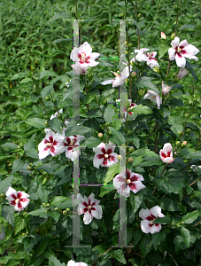 Picture of Hibiscus syriacus 'Antong Two (Lil' Kim)'