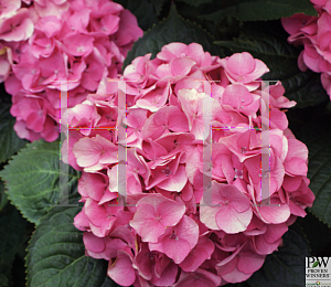 Picture of Hydrangea macrophylla 'Berlin Rabe (Cityline Berlin)'