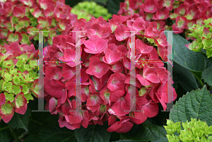 Picture of Hydrangea macrophylla 'Paris Rapa (Cityline Paris)'