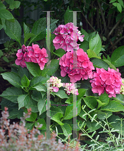 Picture of Hydrangea macrophylla 'Venice Raven (Cityline Venice)'