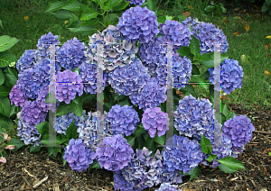 Picture of Hydrangea macrophylla 'Venice Raven (Cityline Venice)'