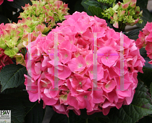 Picture of Hydrangea macrophylla 'Vienna Rawi (Cityline  Vienna)'