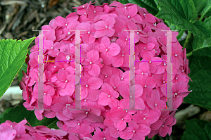 Picture of Hydrangea macrophylla 'Sonmarie (Pink Shira)'