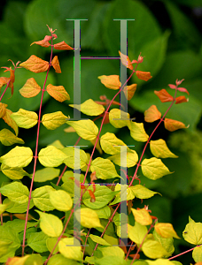 Picture of Kolkwitzia amabilis 'Maradco (Dream Catcher)'