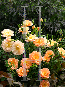 Picture of Rosa  'Horcoherent ( Oso Easy  Peachy Cream)'