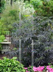 Picture of Sambucus nigra 'Eva (Black Lace)'