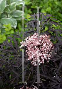 Picture of Sambucus nigra 'Eva (Black Lace)'