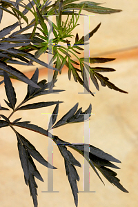 Picture of Sambucus nigra 'Eva (Black Lace)'