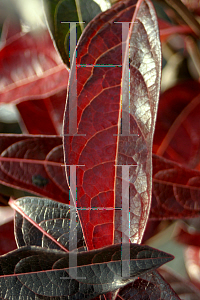 Picture of Viburnum nudum 'Bulk (Brandywine)'