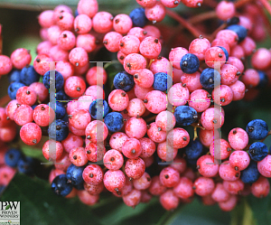 Picture of Viburnum nudum 'Bulk (Brandywine)'