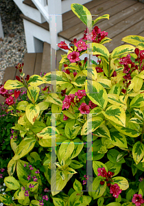 Picture of Weigela florida 'Eyecatcher'