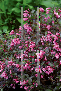 Picture of Weigela florida 'Bramwell (Fine Wine)'