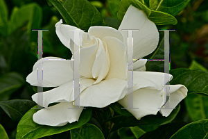 Picture of Gardenia augusta 