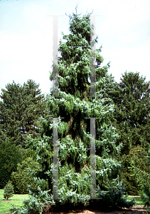 Picture of Picea omorika 'Pendula'