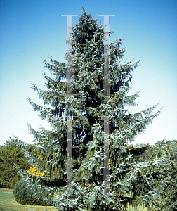 Picture of Picea pungens 'Koster'